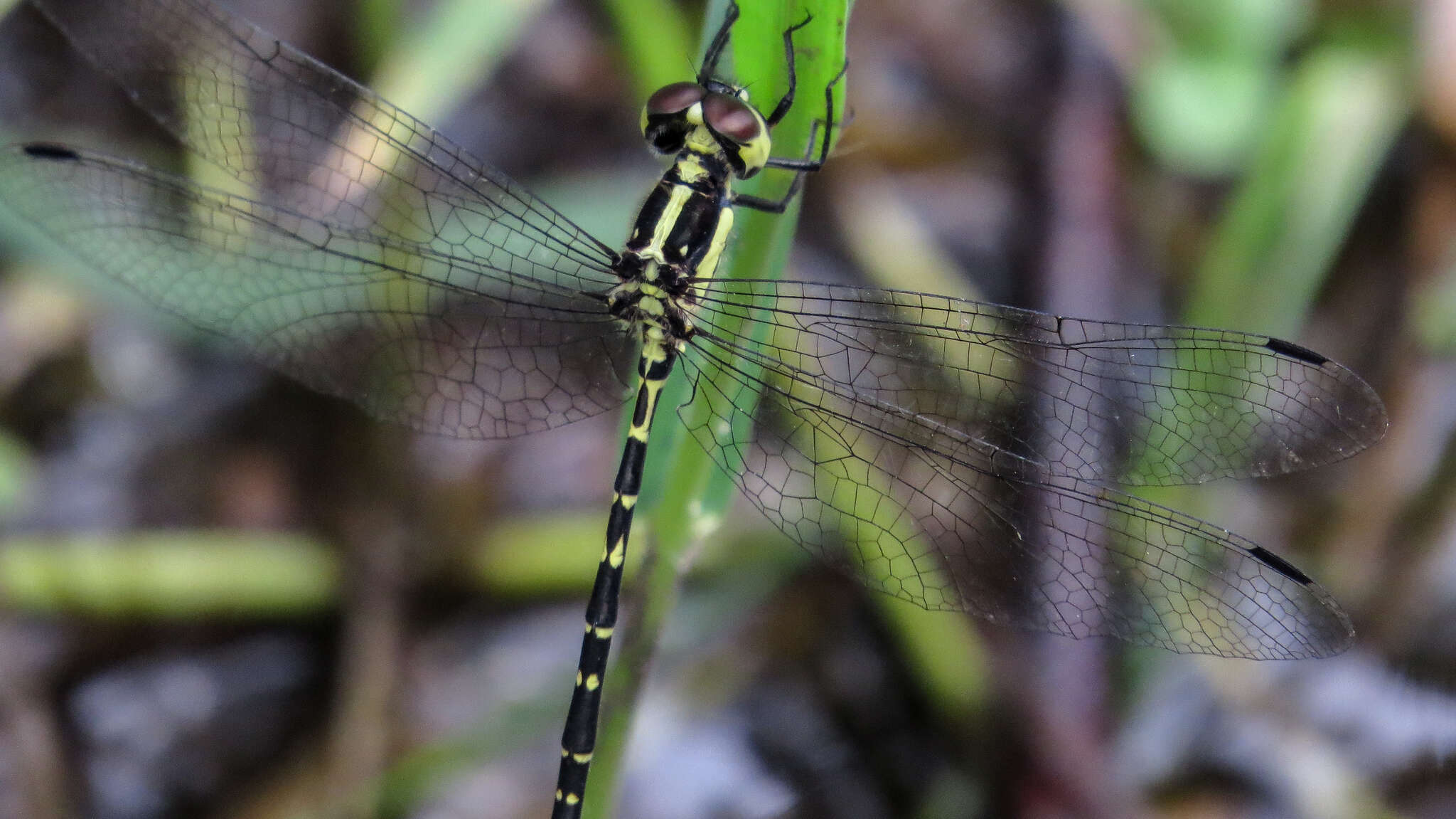 Image of Choristhemis Tillyard 1910