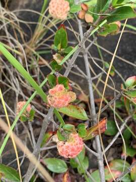 Image of Strawberry bush