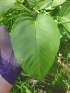 صورة Persicaria orientalis (L.) Spach