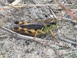 Melanoplus fasciatus (Walker & F. 1870) resmi