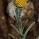 Image of Yellow woolly-heads