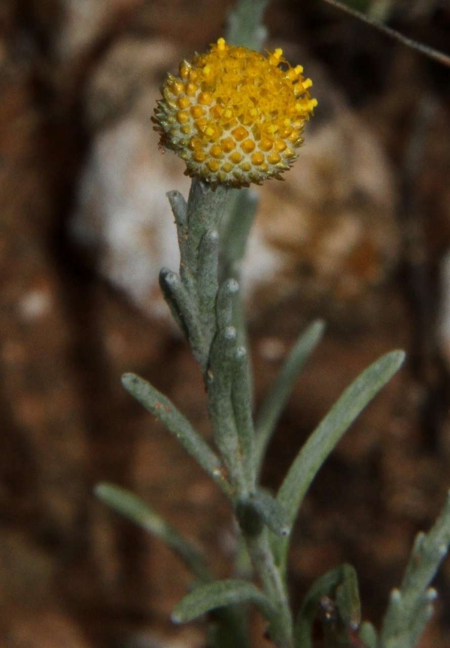 Image of Yellow woolly-heads