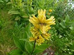 Image of Spotted Gentian