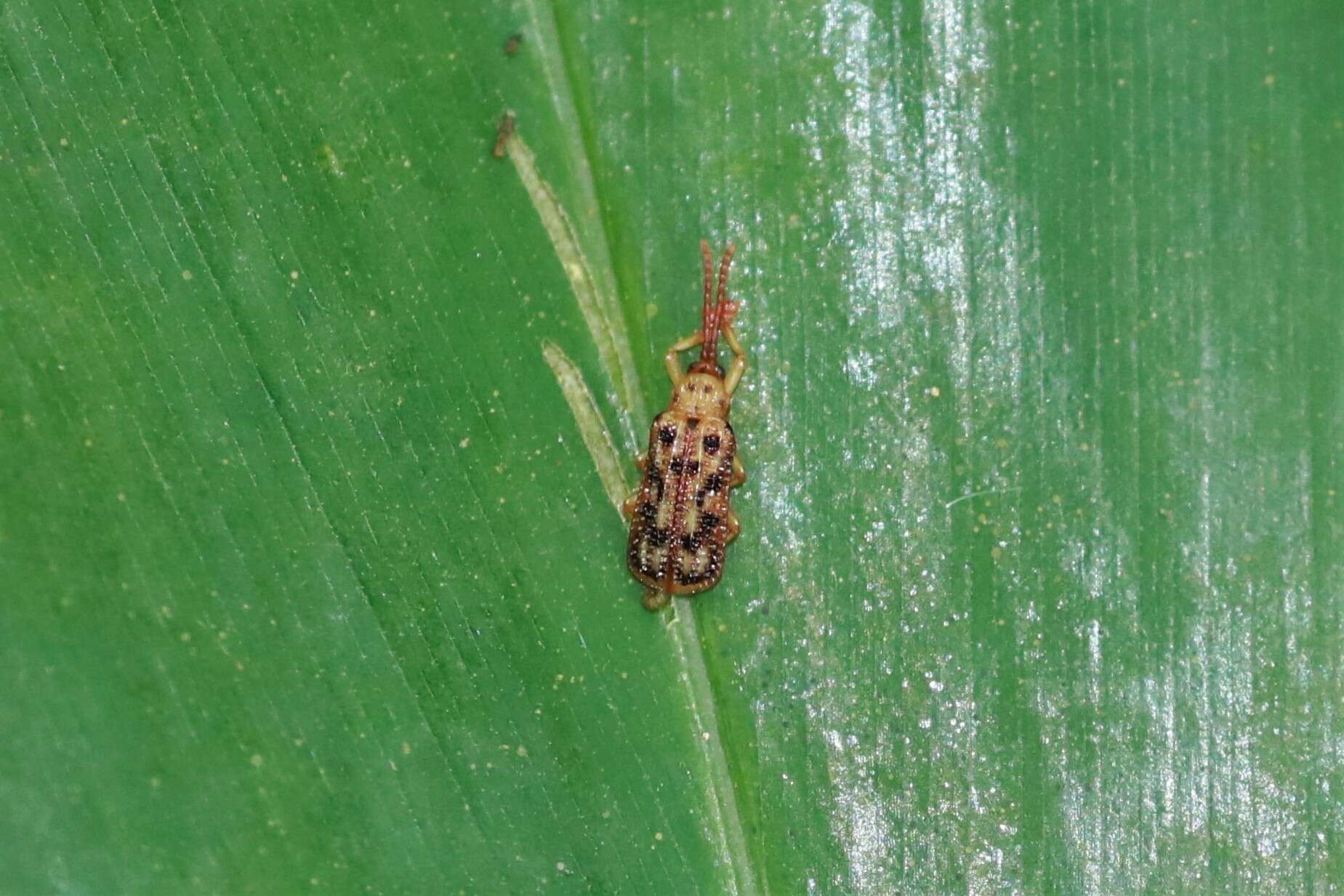 Image of Gonophora pulchella Gestro 1888