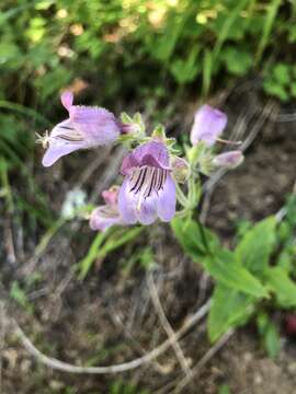 Image of Rattan's beardtongue