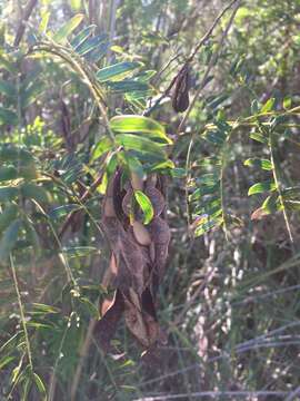 Image of Albizia inundata (Mart.) Barneby & J. W. Grimes