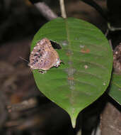 Image de Arhopala anthelus (Westwood (1852))