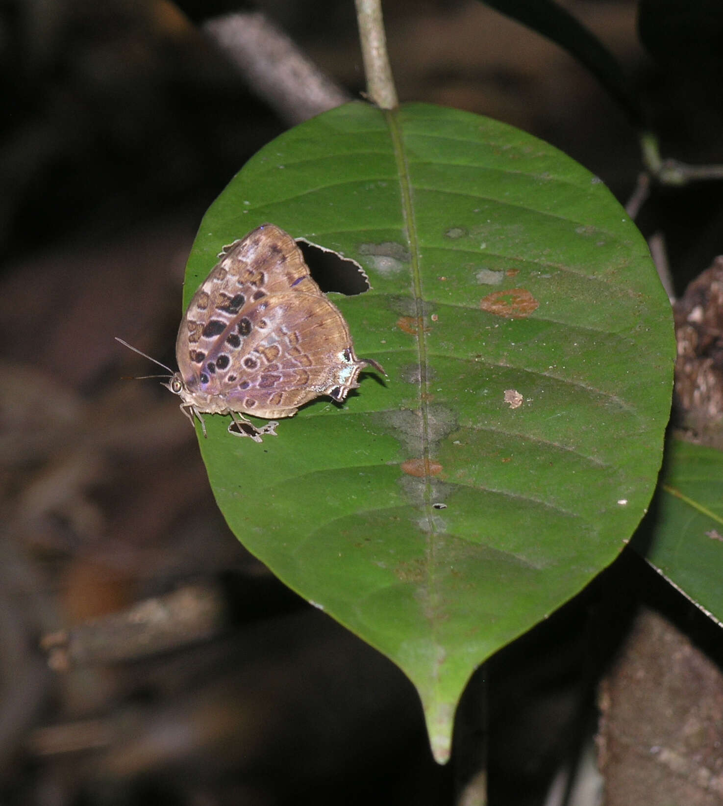 Image de Arhopala anthelus (Westwood (1852))