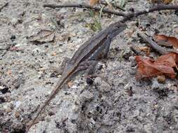 Image of Florida Scrub Lizard