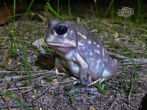 Image of Western Spotted Frog