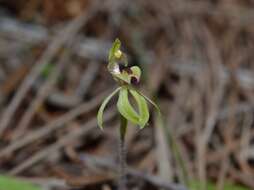 Image of Caladenia bryceana subsp. cracens Hopper & A. P. Br.