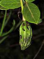 Image of Cucumber-bush