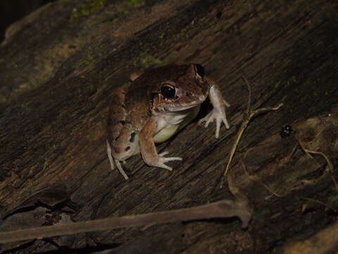 Image of Brown Foam-nest Frog