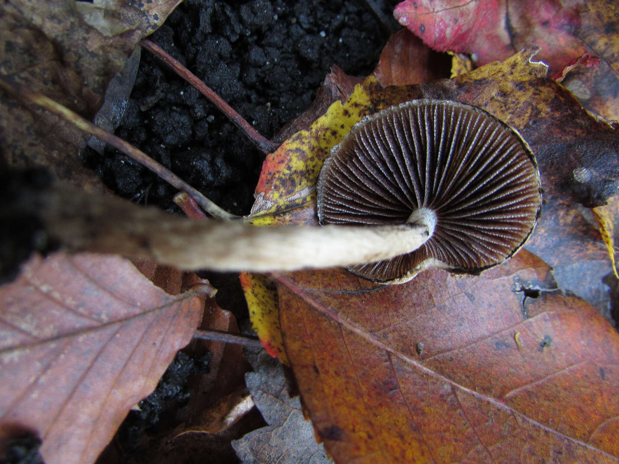 Inocybe lanuginosa (Bull.) P. Kumm. 1871 resmi