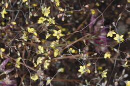 Слика од Hesperolinon clevelandii (Greene) Small