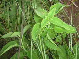 Image of Leonotis ocymifolia var. raineriana (Vis.) Iwarsson