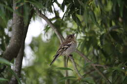 Image of Fringilla Linnaeus 1758