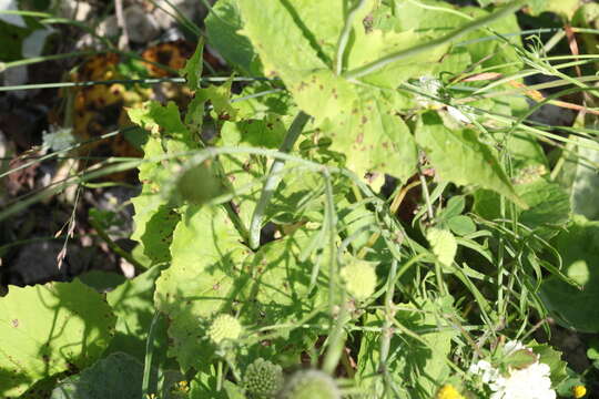 Image of Scabiosa bipinnata C. Koch