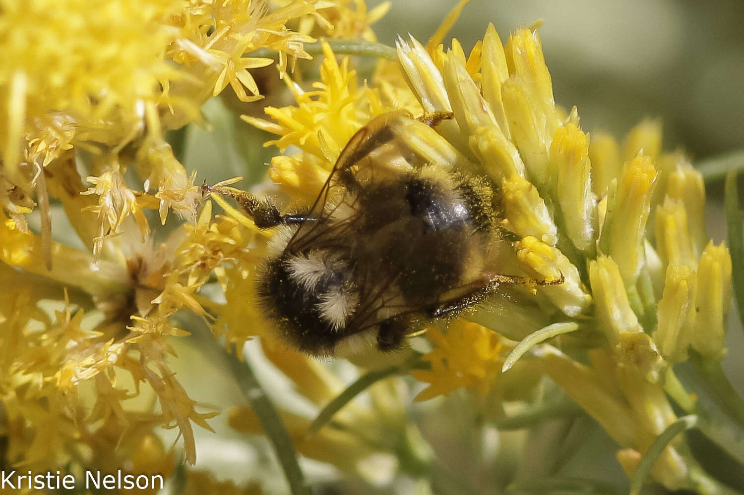 Image of Bombus vancouverensis nearcticus Handlirsch 1888