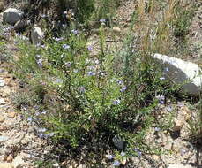 Plancia ëd Lobostemon paniculatus (Thunb.) Buek