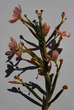 Moraea bifida (L. Bolus) Goldblatt resmi