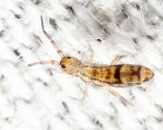 Orchesella celsa Christiansen, KA, Tucker & BE 1977的圖片