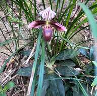 Слика од Paphiopedilum purpuratum (Lindl.) Stein