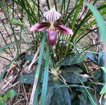 Image of Purple Paphiopedilum