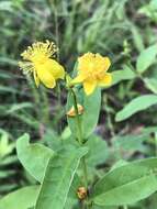 Sivun Hypericum apocynifolium Small kuva