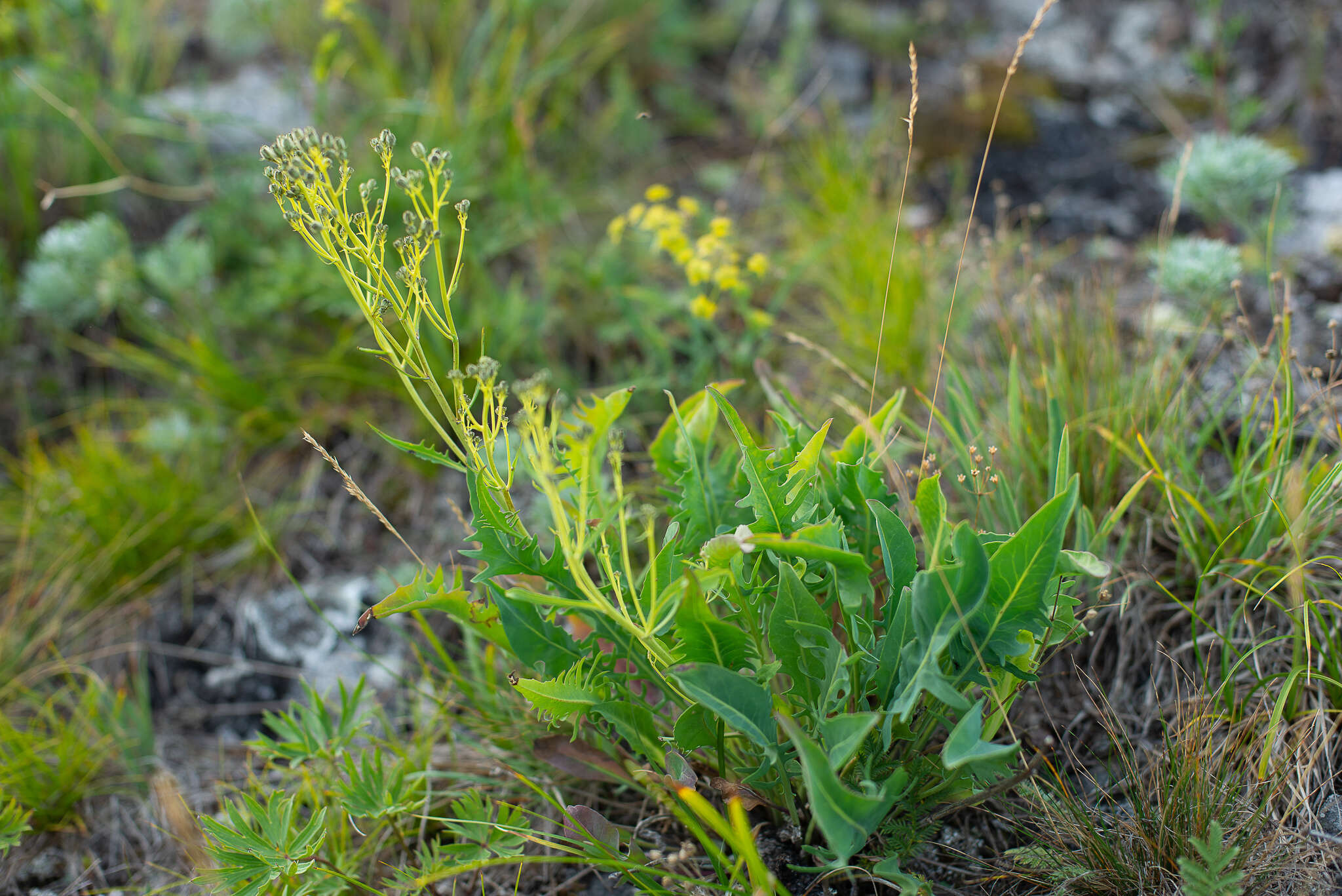 Image of Crepidiastrum tenuifolium (Willd.) A. N Sennikov