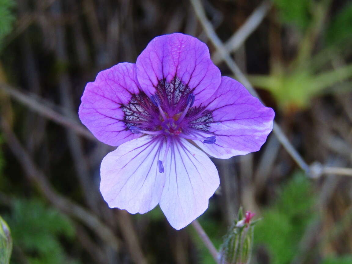 Sivun Erodium glandulosum (Cav.) Willd. kuva