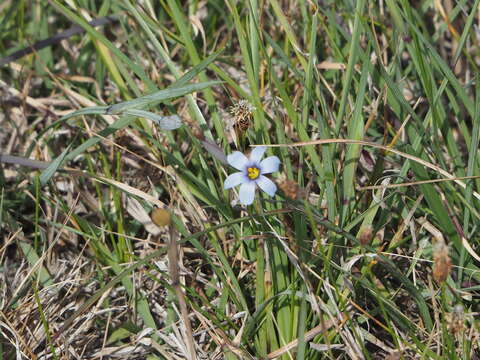 Image of Wiry Blue-Eyed-Grass