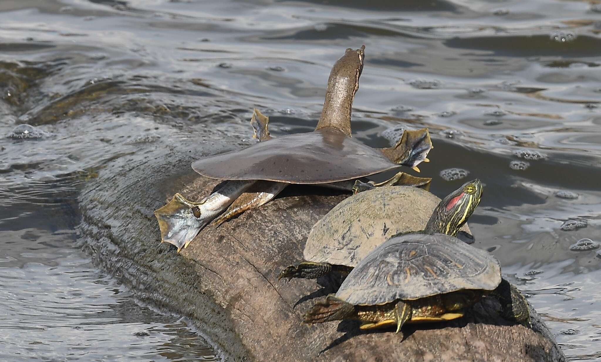 Image of Midland Smooth Softshell Turtle