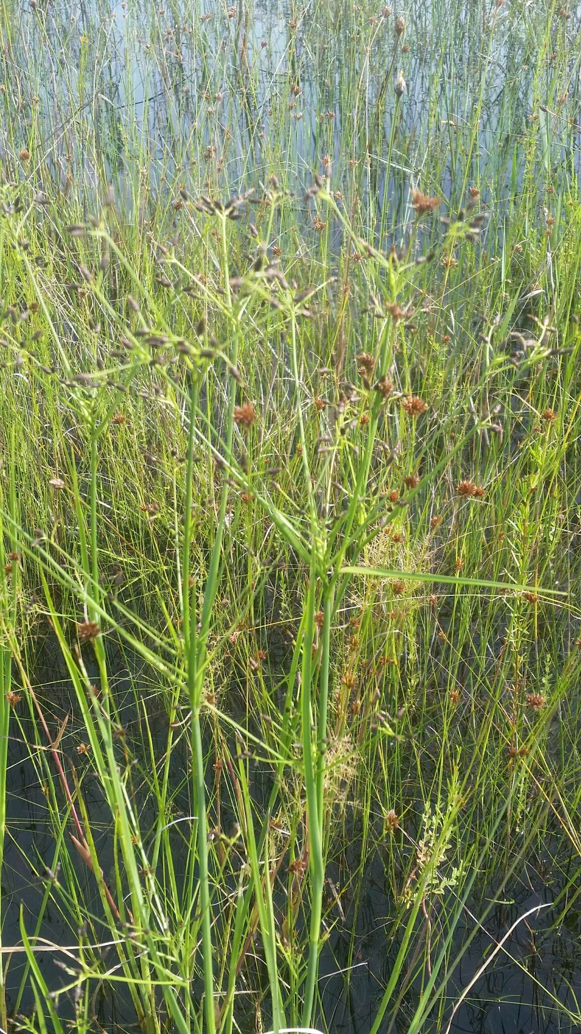 Image of Short-Beak Beak Sedge