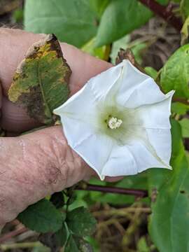 Image of Calystegia lucana (Ten.) G. Don fil.