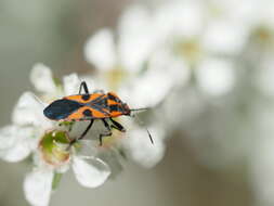 Image de Spilostethus pacificus (Boisduval 1835)