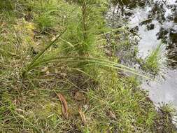 Image de Lomandra multiflora subsp. multiflora