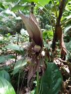 Image of Tacca integrifolia Ker Gawl.