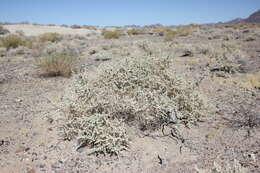 Image of Parry's Saltbush