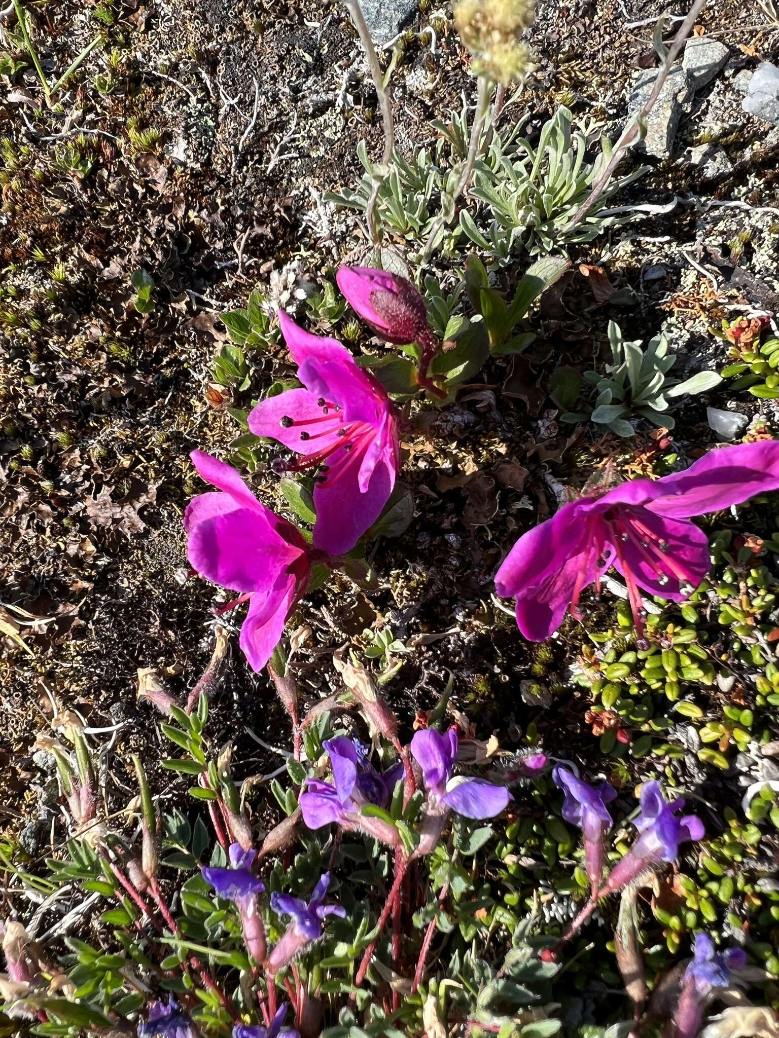 صورة Rhododendron camtschaticum subsp. glandulosum (Standl.) B. Boivin