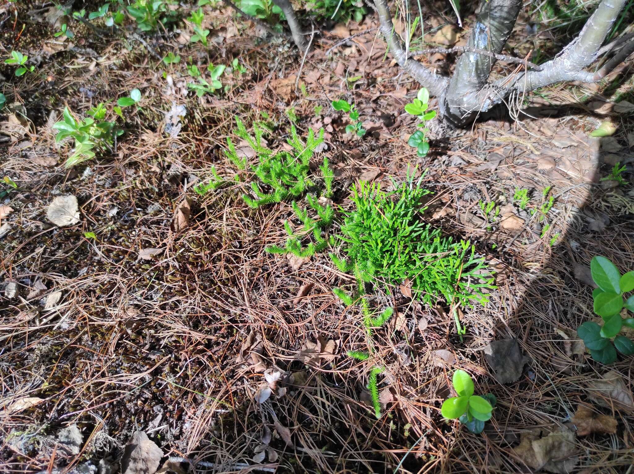 Image of clubmoss