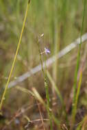 Imagem de Utricularia foveolata Edgew.