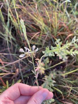 Oenothera cinerea (Wooton & Standl.) W. L. Wagner & Hoch的圖片