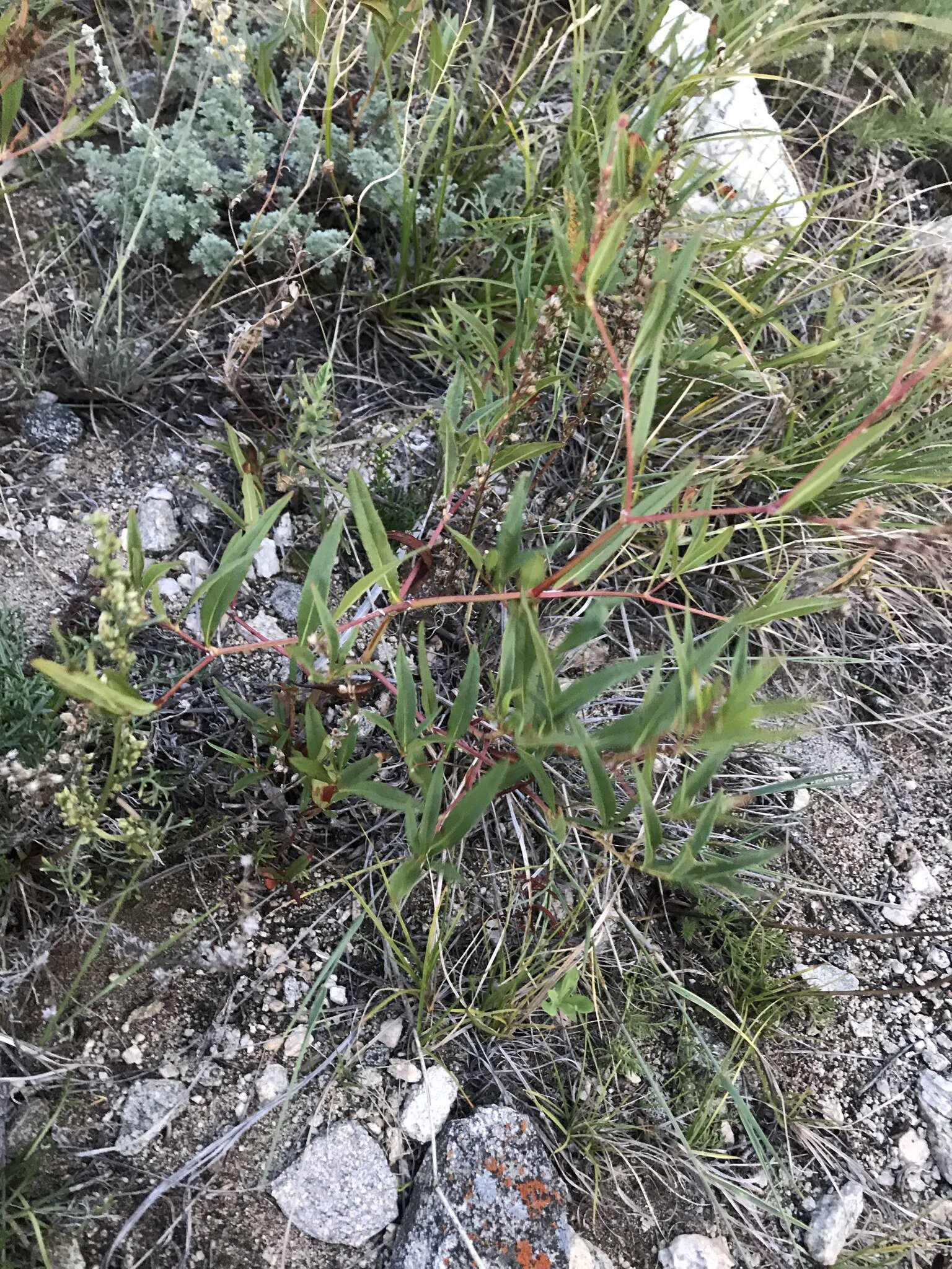 Image of Koenigia ocreata (L.) T. M. Schust. & Reveal