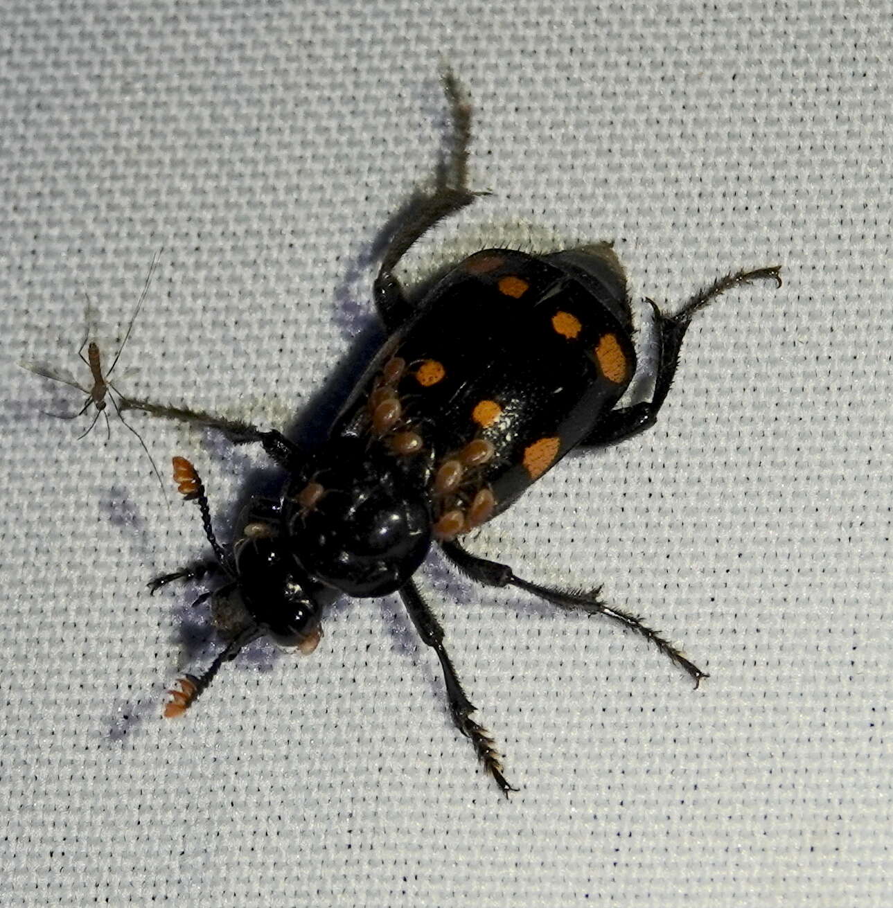 Nicrophorus (Nicrophorus) didymus (Brullé 1836) resmi