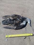 Image of Manx Shearwater