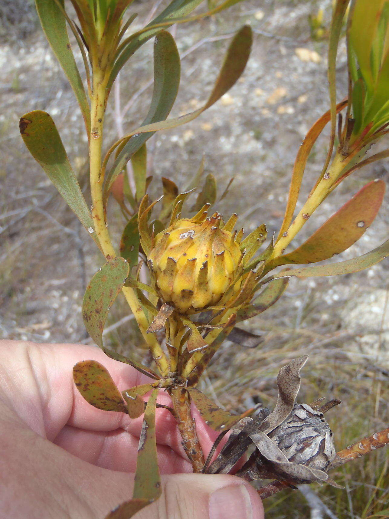 Image of Featherbush