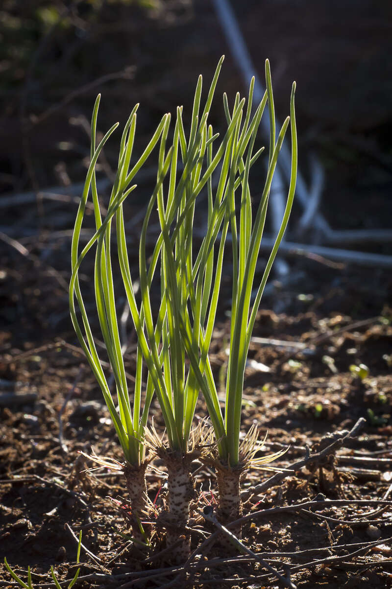 Sivun Gethyllis verticillata R. Br. kuva