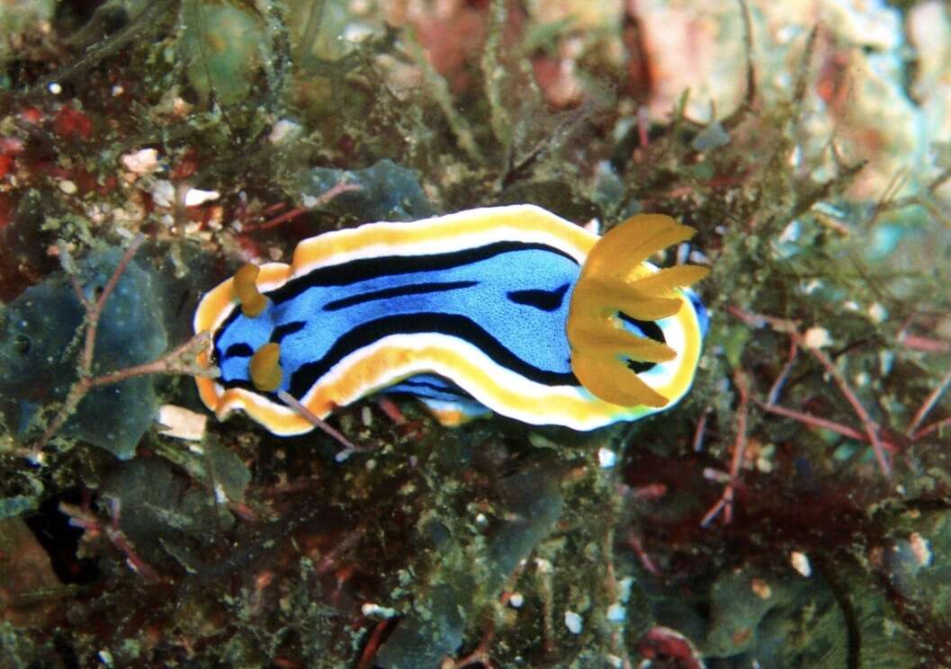 Image of Chromodoris annae Bergh 1877