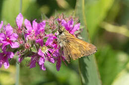 Atalopedes campestris Boisduval 1852 resmi